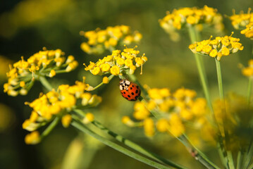 red ladybug sits on a green parsley inflorescence