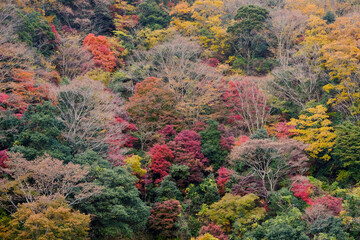 色とりどりの紅葉