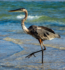 great blue heron