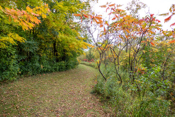Fototapeta premium Forrest Path in the Fall