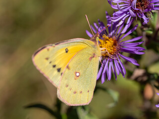 orange sulphur butterfly on flower