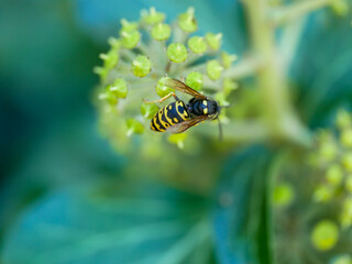 yellow jacket wasp on a flower