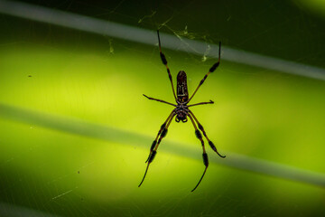 spider on the web