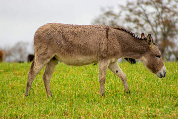 Naklejka na ściany i meble deer in a field