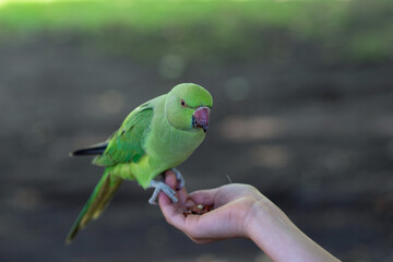Feeding Ring-necked parakeet, green parrot