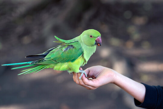 Feeding Ring-necked parakeet, green parrot