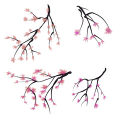 Chinese set of sakura branches. Cherry blossoms, imitation ink