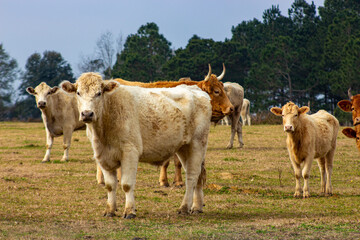 Fototapeta premium cows in a pasture