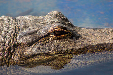 crocodile in the water