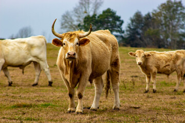 cows in the field