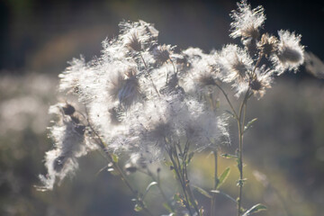 Silhouette of fluffy grass in fog, background for rest and relaxation