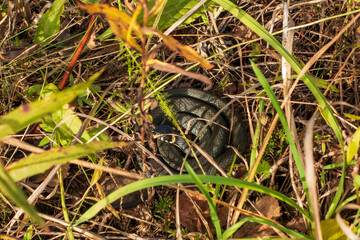 A snake in the grass is basking in the sun