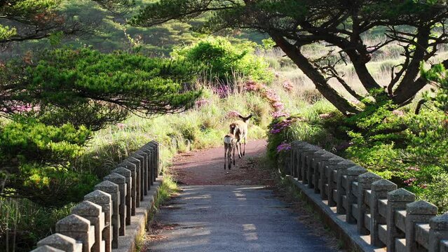 春の霧島を歩く可愛いシカの親子