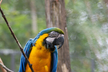 Photograph of a yellow macaw with blurred background