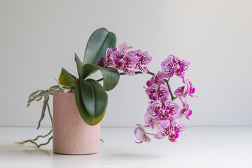 Closeup of drooping phalaenopsis orchid with abundant purple blooms in pink pot (selective focus)