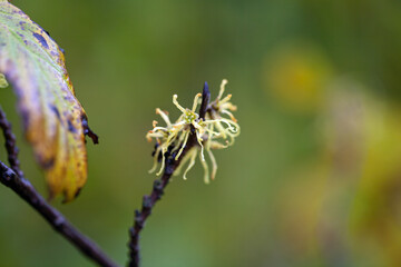 Flowers of an American witch hazel, Hamamelis virginiana