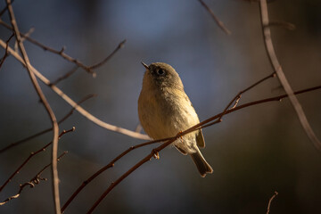 Ruby-crowned Kinglet perched on a tree branch