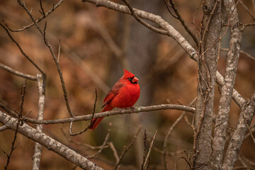 Male Northern Cardinal perched on a tree branch