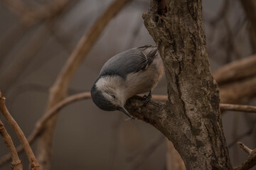 Fototapeta premium White-breasted Nuthatch looking for grubs