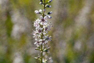Willow-leaved loosestrife, Lysimachia ephemerum