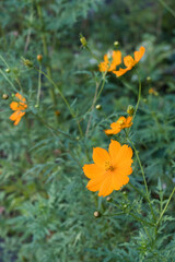 キバナコスモス