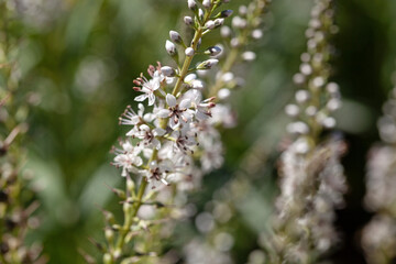 Willow-leaved loosestrife, Lysimachia ephemerum
