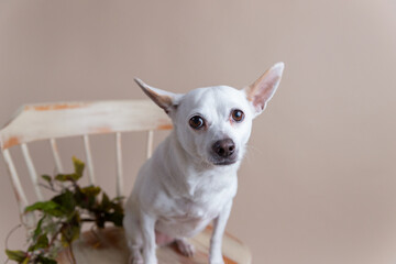 Rescued chihuahua blend dog with pointed ears and bright eyes sits calmly in wooden chair for pet portraits in front of solid tan background