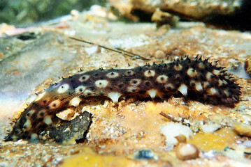 Obraz na płótnie Canvas Underwater photography of Sea Cucumber - (Holothuria sanctori) 