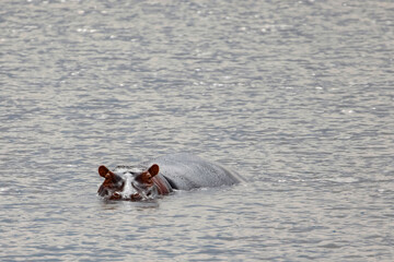 one large adult hippos are swimming very close on the lake and looking at the camera. seen in...