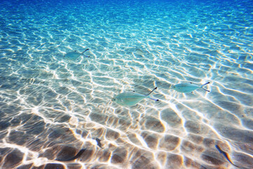 Underwater photo of Silverfish - Trachinotus ovatus   