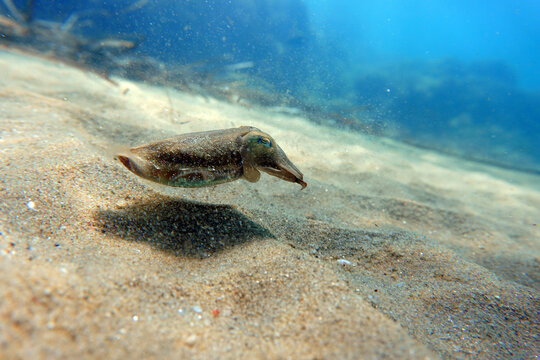European common cuttlefish - Sepia officinalis