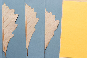 autumn leaves partly covered with paper