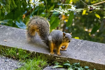 Light filtering roller blinds Squirrel squirrel in the park