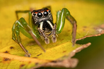 a green jumping spider asilidae standing on the edge a dried yellow leaf with shallow depth of field