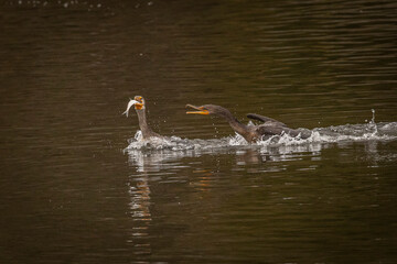 Cormorants fight over a fish