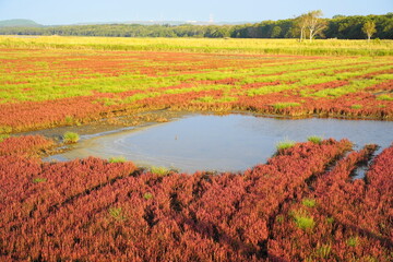 能取湖のサンゴ草にあった大きな沼
