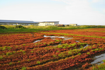 Fototapeta na wymiar 真っ赤なサンゴ草と緑色が鮮やかな能取湖の風景