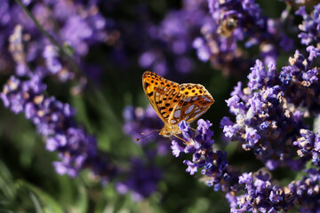 Beautiful butterfly in lavender field on summer day, closeup
