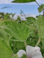 leaves of a flower 