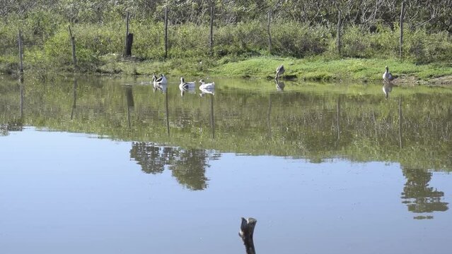 Ducks swimming in pond on farm. Farm in Brazil. Nature. Ducklings in creek. Calm image. Rural area in Brazil. Rural landscape.