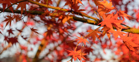 青空と紅葉　日本の秋の季節背景