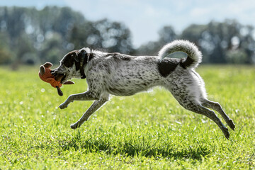 Portrait of a brown and white mongrel dog playing happily on a meadow with a dog toy in summer...
