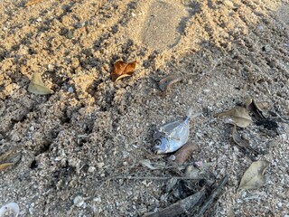 crab on the beach