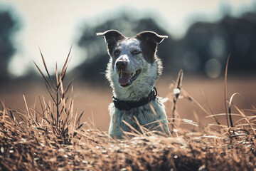 Portrait of a female rescued romanian crossbreed mongrel dog in summer outdoors