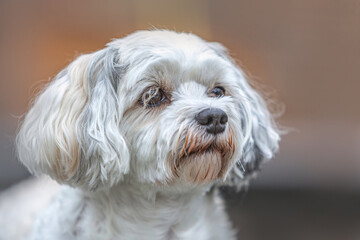 Portrait of a cute white havanese dog in a garden in autumn outdoors