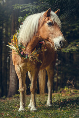 Portrait of a haflinger horse mare wearing an autumnal flower wreath in front of an autumn landscape outdoors