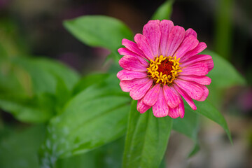 Obraz premium Pink Zinnia Flower Closeup 