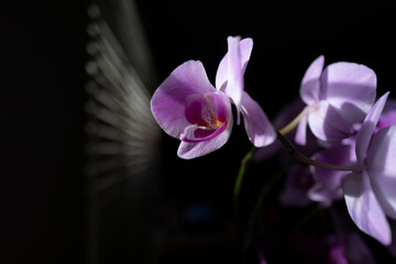 Branch of beautiful Phalaenopsis orchid. Phalaenopsis growing, orchids. Floral background. Orchid on the window.