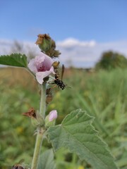 bee on a flower