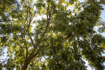 A canopy of leaves